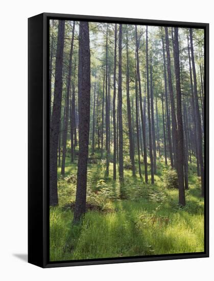 Pine Trees in Great Wood, Borrowdale, Lake District, Cumbria, England, United Kingdom, Europe-Nigel Blythe-Framed Stretched Canvas