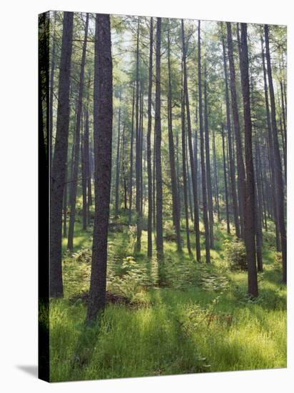 Pine Trees in Great Wood, Borrowdale, Lake District, Cumbria, England, United Kingdom, Europe-Nigel Blythe-Stretched Canvas