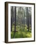 Pine Trees in Great Wood, Borrowdale, Lake District, Cumbria, England, United Kingdom, Europe-Nigel Blythe-Framed Photographic Print