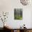 Pine Trees in Great Wood, Borrowdale, Lake District, Cumbria, England, United Kingdom, Europe-Nigel Blythe-Photographic Print displayed on a wall