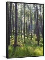 Pine Trees in Great Wood, Borrowdale, Lake District, Cumbria, England, United Kingdom, Europe-Nigel Blythe-Framed Photographic Print