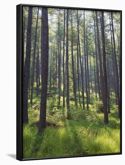 Pine Trees in Great Wood, Borrowdale, Lake District, Cumbria, England, United Kingdom, Europe-Nigel Blythe-Framed Photographic Print