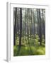 Pine Trees in Great Wood, Borrowdale, Lake District, Cumbria, England, United Kingdom, Europe-Nigel Blythe-Framed Photographic Print