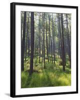 Pine Trees in Great Wood, Borrowdale, Lake District, Cumbria, England, United Kingdom, Europe-Nigel Blythe-Framed Photographic Print