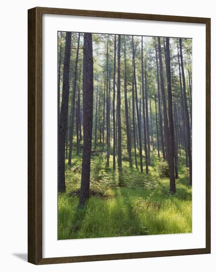 Pine Trees in Great Wood, Borrowdale, Lake District, Cumbria, England, United Kingdom, Europe-Nigel Blythe-Framed Photographic Print