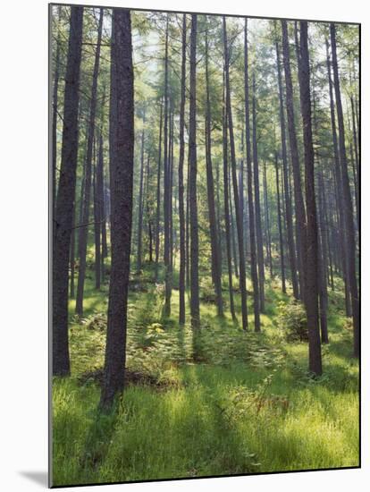 Pine Trees in Great Wood, Borrowdale, Lake District, Cumbria, England, United Kingdom, Europe-Nigel Blythe-Mounted Photographic Print