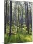 Pine Trees in Great Wood, Borrowdale, Lake District, Cumbria, England, United Kingdom, Europe-Nigel Blythe-Mounted Photographic Print