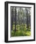 Pine Trees in Great Wood, Borrowdale, Lake District, Cumbria, England, United Kingdom, Europe-Nigel Blythe-Framed Photographic Print