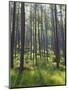 Pine Trees in Great Wood, Borrowdale, Lake District, Cumbria, England, United Kingdom, Europe-Nigel Blythe-Mounted Photographic Print