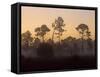 Pine Trees in Morning Fog, Big Cypress National Preserve, Florida-Rolf Nussbaumer-Framed Stretched Canvas