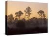 Pine Trees in Morning Fog, Big Cypress National Preserve, Florida-Rolf Nussbaumer-Stretched Canvas