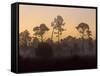 Pine Trees in Morning Fog, Big Cypress National Preserve, Florida-Rolf Nussbaumer-Framed Stretched Canvas