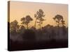 Pine Trees in Morning Fog, Big Cypress National Preserve, Florida-Rolf Nussbaumer-Stretched Canvas