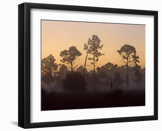 Pine Trees in Morning Fog, Big Cypress National Preserve, Florida-Rolf Nussbaumer-Framed Photographic Print
