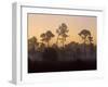 Pine Trees in Morning Fog, Big Cypress National Preserve, Florida-Rolf Nussbaumer-Framed Photographic Print