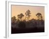 Pine Trees in Morning Fog, Big Cypress National Preserve, Florida-Rolf Nussbaumer-Framed Photographic Print