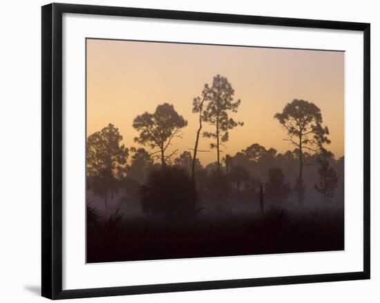 Pine Trees in Morning Fog, Big Cypress National Preserve, Florida-Rolf Nussbaumer-Framed Photographic Print