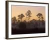 Pine Trees in Morning Fog, Big Cypress National Preserve, Florida-Rolf Nussbaumer-Framed Photographic Print