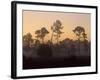 Pine Trees in Morning Fog, Big Cypress National Preserve, Florida-Rolf Nussbaumer-Framed Photographic Print