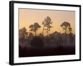 Pine Trees in Morning Fog, Big Cypress National Preserve, Florida-Rolf Nussbaumer-Framed Photographic Print