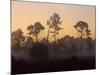 Pine Trees in Morning Fog, Big Cypress National Preserve, Florida-Rolf Nussbaumer-Mounted Photographic Print