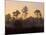 Pine Trees in Morning Fog, Big Cypress National Preserve, Florida-Rolf Nussbaumer-Mounted Photographic Print