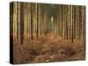 Pine Trees in Rows in Morning Light, Norfolk Wood, Norfolk, England, United Kingdom, Europe-Charcrit Boonsom-Stretched Canvas