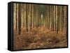 Pine Trees in Rows in Morning Light, Norfolk Wood, Norfolk, England, United Kingdom, Europe-Charcrit Boonsom-Framed Stretched Canvas