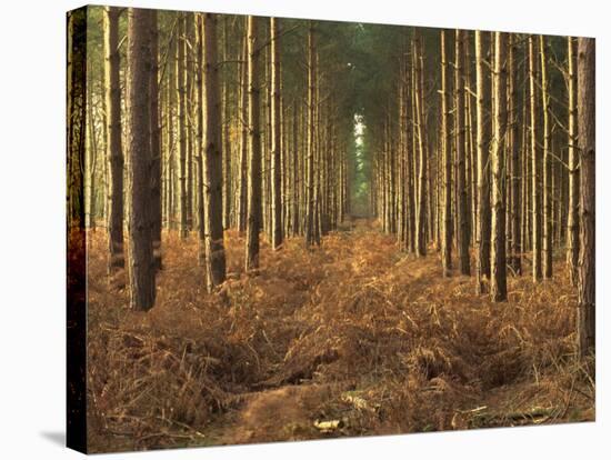 Pine Trees in Rows in Morning Light, Norfolk Wood, Norfolk, England, United Kingdom, Europe-Charcrit Boonsom-Stretched Canvas