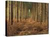 Pine Trees in Rows in Morning Light, Norfolk Wood, Norfolk, England, United Kingdom, Europe-Charcrit Boonsom-Stretched Canvas