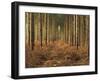 Pine Trees in Rows in Morning Light, Norfolk Wood, Norfolk, England, United Kingdom, Europe-Charcrit Boonsom-Framed Photographic Print