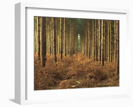 Pine Trees in Rows in Morning Light, Norfolk Wood, Norfolk, England, United Kingdom, Europe-Charcrit Boonsom-Framed Photographic Print