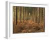 Pine Trees in Rows in Morning Light, Norfolk Wood, Norfolk, England, United Kingdom, Europe-Charcrit Boonsom-Framed Photographic Print