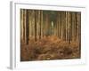 Pine Trees in Rows in Morning Light, Norfolk Wood, Norfolk, England, United Kingdom, Europe-Charcrit Boonsom-Framed Photographic Print