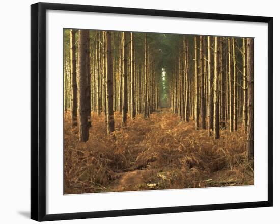 Pine Trees in Rows in Morning Light, Norfolk Wood, Norfolk, England, United Kingdom, Europe-Charcrit Boonsom-Framed Photographic Print