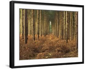 Pine Trees in Rows in Morning Light, Norfolk Wood, Norfolk, England, United Kingdom, Europe-Charcrit Boonsom-Framed Photographic Print