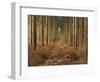 Pine Trees in Rows in Morning Light, Norfolk Wood, Norfolk, England, United Kingdom, Europe-Charcrit Boonsom-Framed Photographic Print