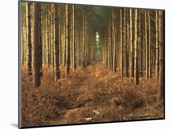 Pine Trees in Rows in Morning Light, Norfolk Wood, Norfolk, England, United Kingdom, Europe-Charcrit Boonsom-Mounted Photographic Print