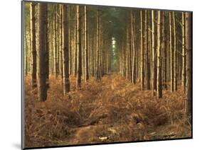 Pine Trees in Rows in Morning Light, Norfolk Wood, Norfolk, England, United Kingdom, Europe-Charcrit Boonsom-Mounted Photographic Print