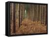 Pine Trees in Rows, Norfolk Wood, Norfolk, England, United Kingdom, Europe-Charcrit Boonsom-Framed Stretched Canvas