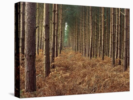 Pine Trees in Rows, Norfolk Wood, Norfolk, England, United Kingdom, Europe-Charcrit Boonsom-Stretched Canvas