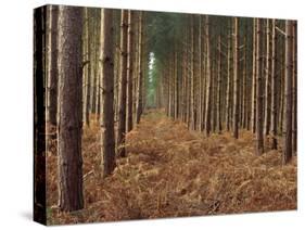 Pine Trees in Rows, Norfolk Wood, Norfolk, England, United Kingdom, Europe-Charcrit Boonsom-Stretched Canvas