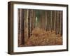 Pine Trees in Rows, Norfolk Wood, Norfolk, England, United Kingdom, Europe-Charcrit Boonsom-Framed Photographic Print