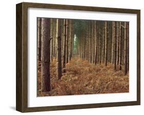 Pine Trees in Rows, Norfolk Wood, Norfolk, England, United Kingdom, Europe-Charcrit Boonsom-Framed Photographic Print