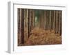 Pine Trees in Rows, Norfolk Wood, Norfolk, England, United Kingdom, Europe-Charcrit Boonsom-Framed Photographic Print