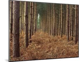 Pine Trees in Rows, Norfolk Wood, Norfolk, England, United Kingdom, Europe-Charcrit Boonsom-Mounted Photographic Print