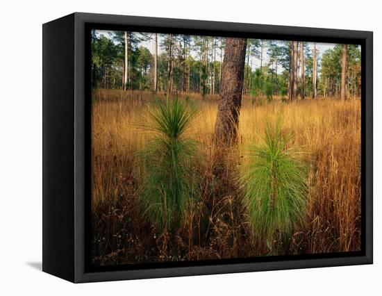 Pine Trees in Tall Grass-James Randklev-Framed Stretched Canvas