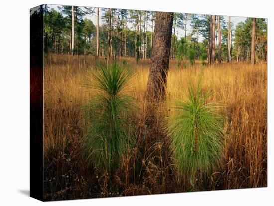 Pine Trees in Tall Grass-James Randklev-Stretched Canvas