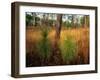 Pine Trees in Tall Grass-James Randklev-Framed Photographic Print