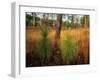 Pine Trees in Tall Grass-James Randklev-Framed Photographic Print